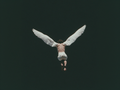Swan Dive