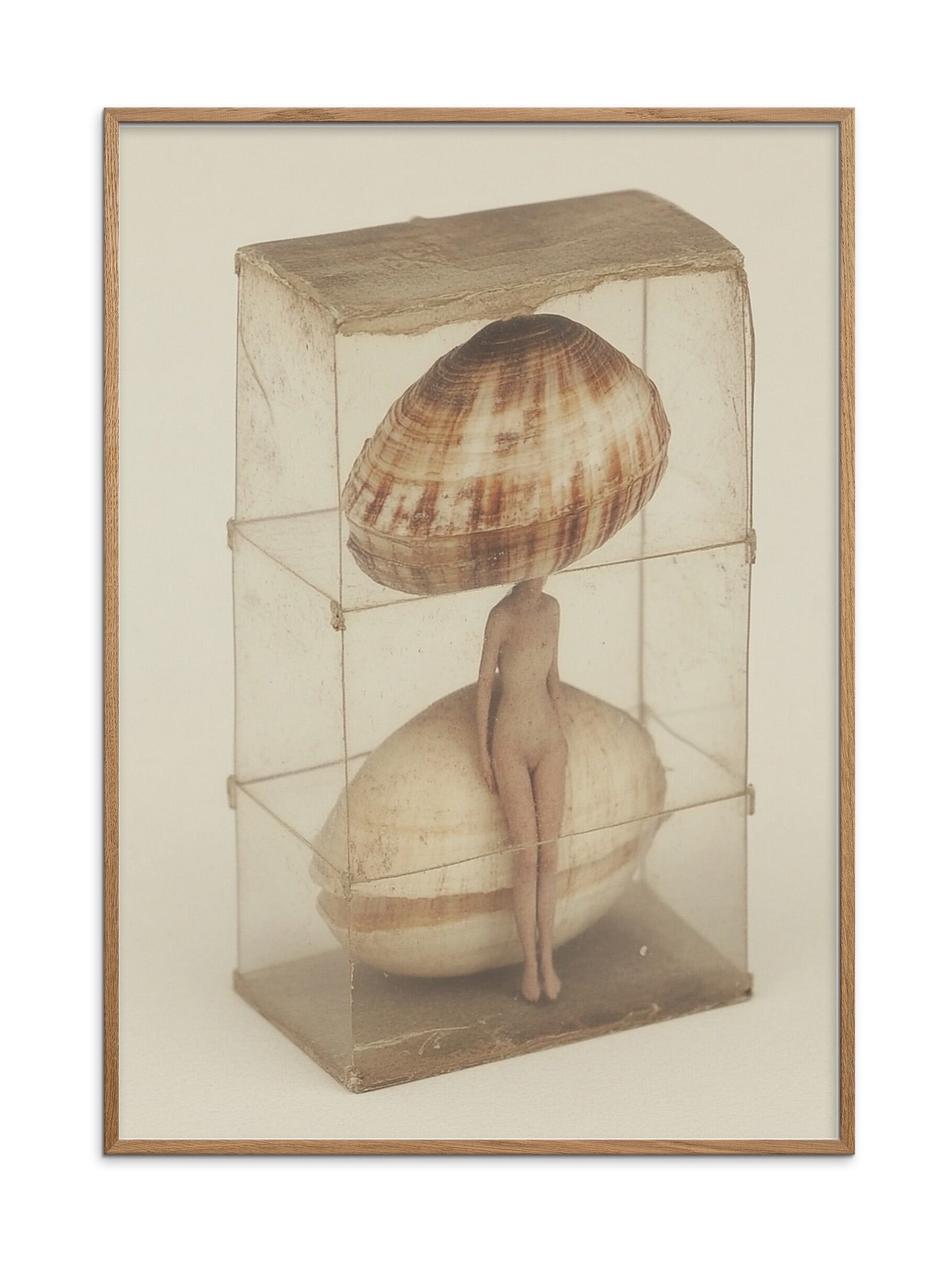 Shell of a Woman — מוקאפ מסגרת